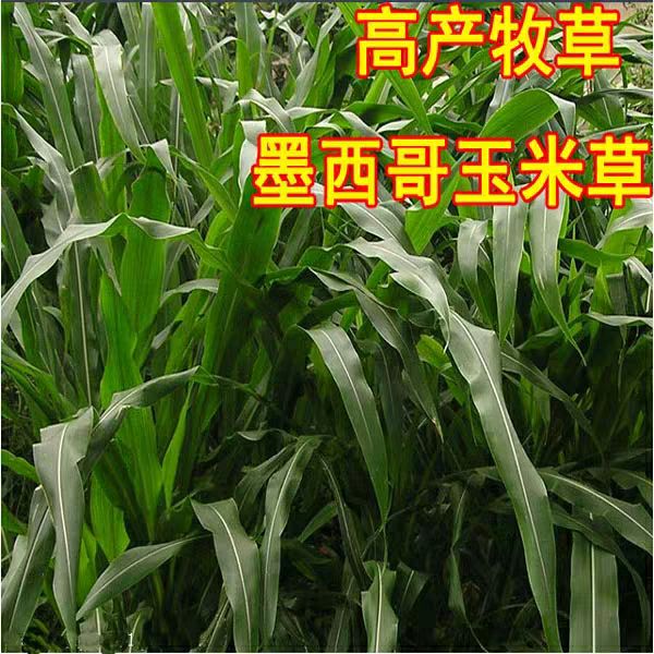 墨西哥玉米草种子 产量高 发芽快提供技术指导可货到付款.