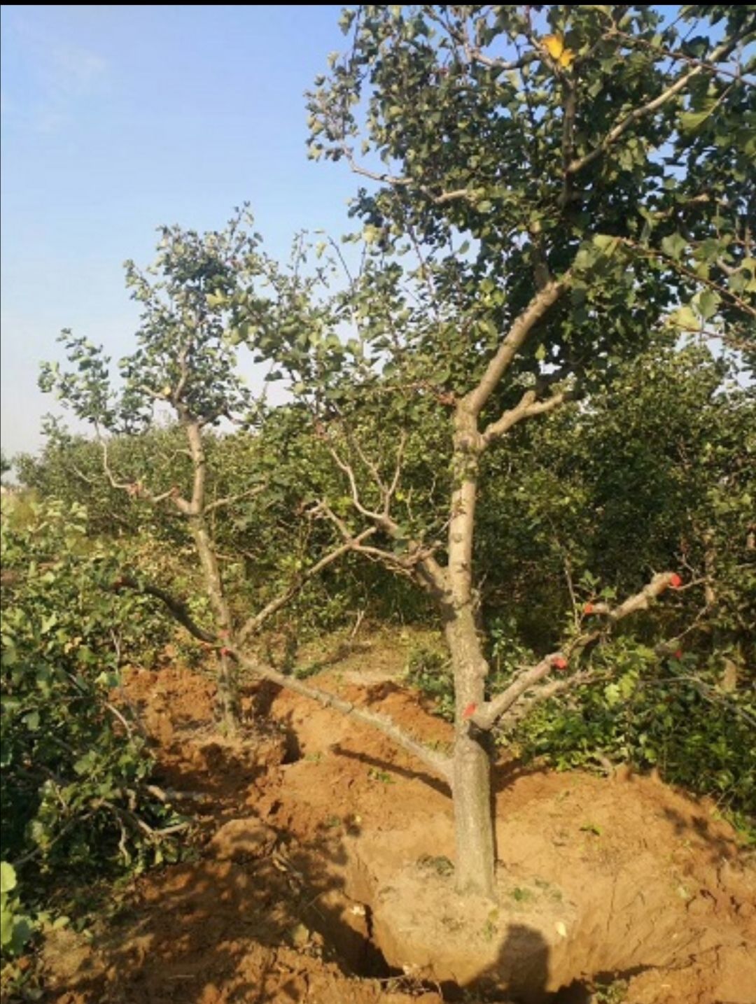 大金星山楂树苗 山楂苗