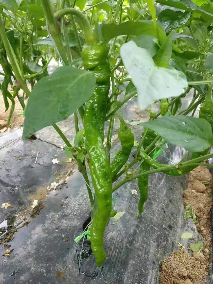 螺丝辣椒苗 现货螺丝椒苗 保质保量