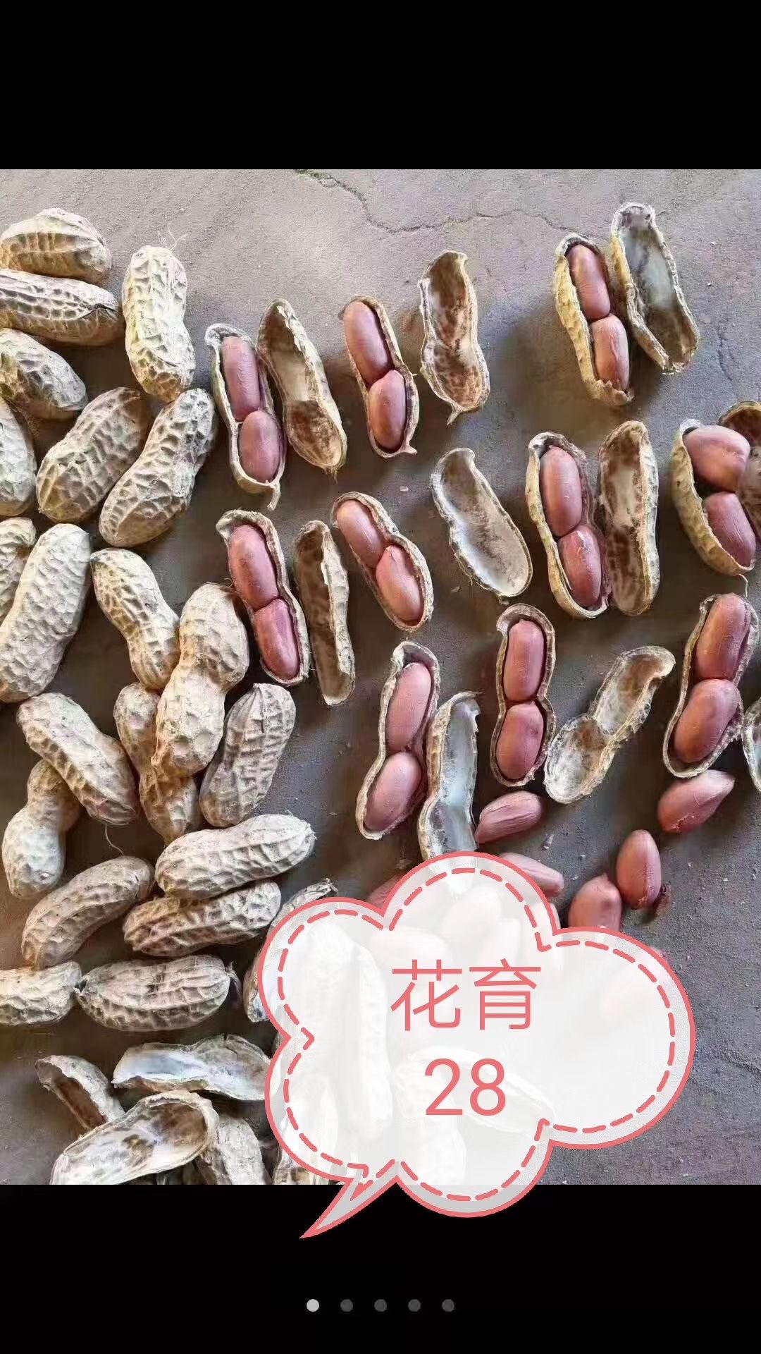 [花生批发]花生 潍花8号,产量高,出米高价格5元/斤 - 惠农网