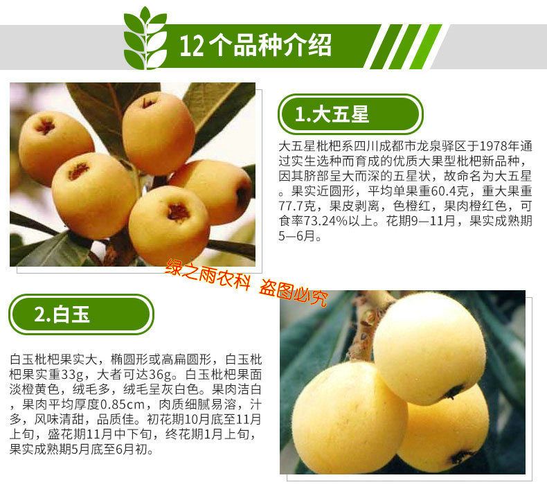 嫁接枇杷树苗无核砂糖枇杷树苗蒙自枇杷苗白沙白玉大五星枇杷苗