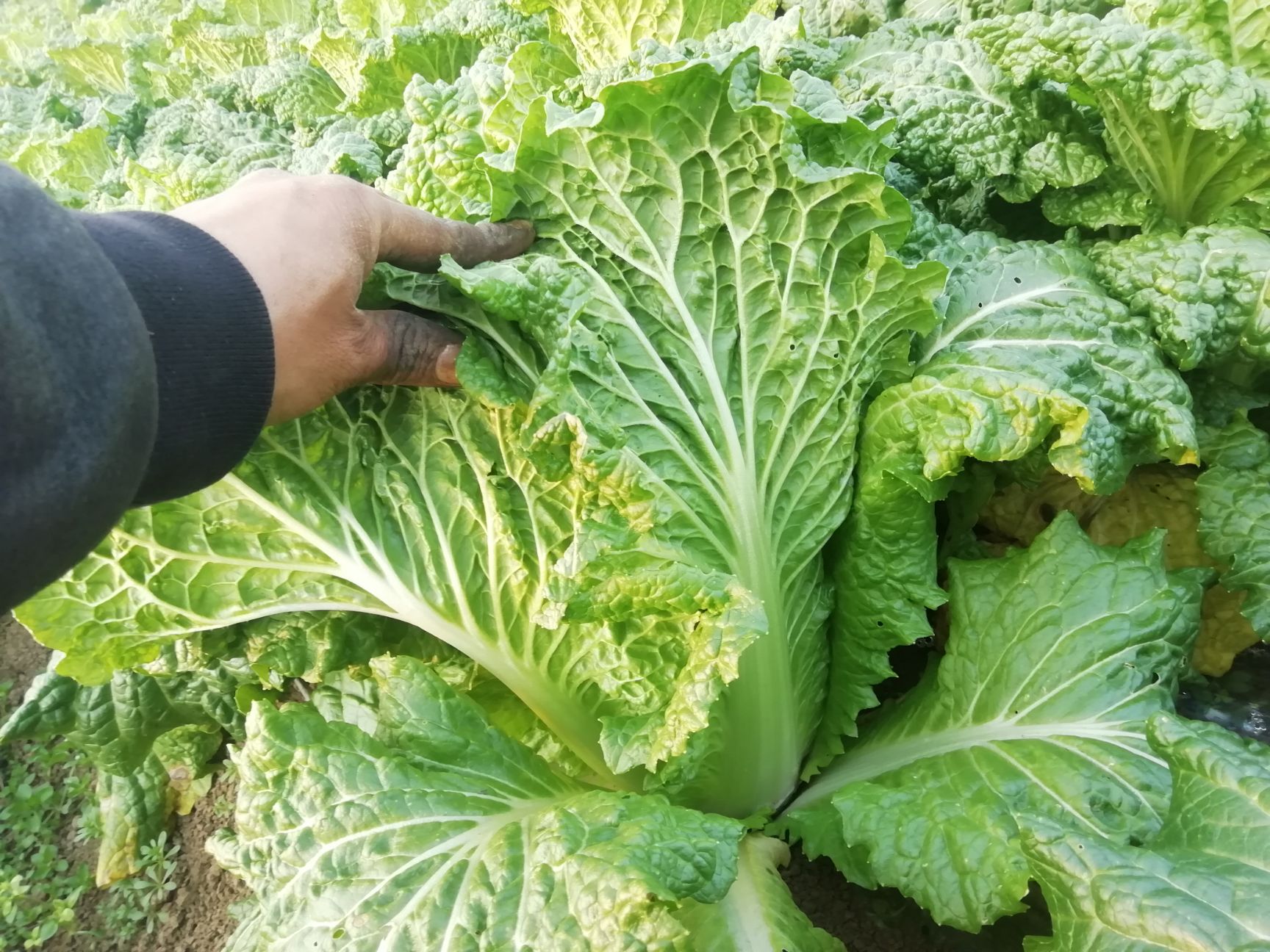 [青麻叶大白菜批发] 农户种植,贵迟2号,青麻白菜价格0