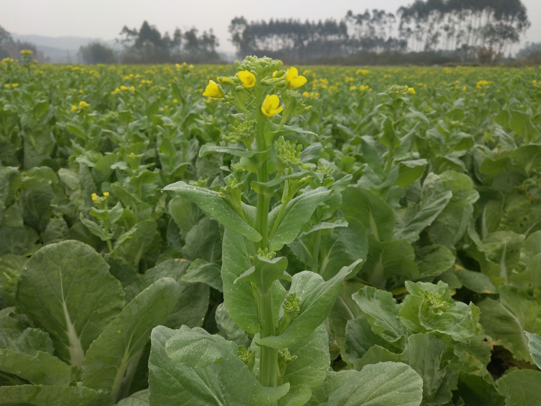 白菜苔大量供应