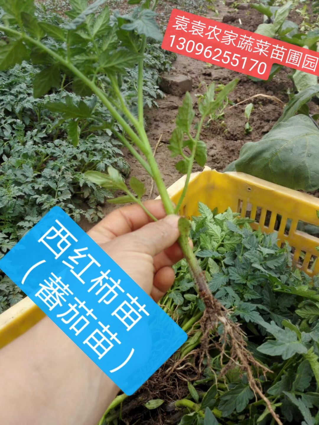 西红柿苗(蕃茄苗)