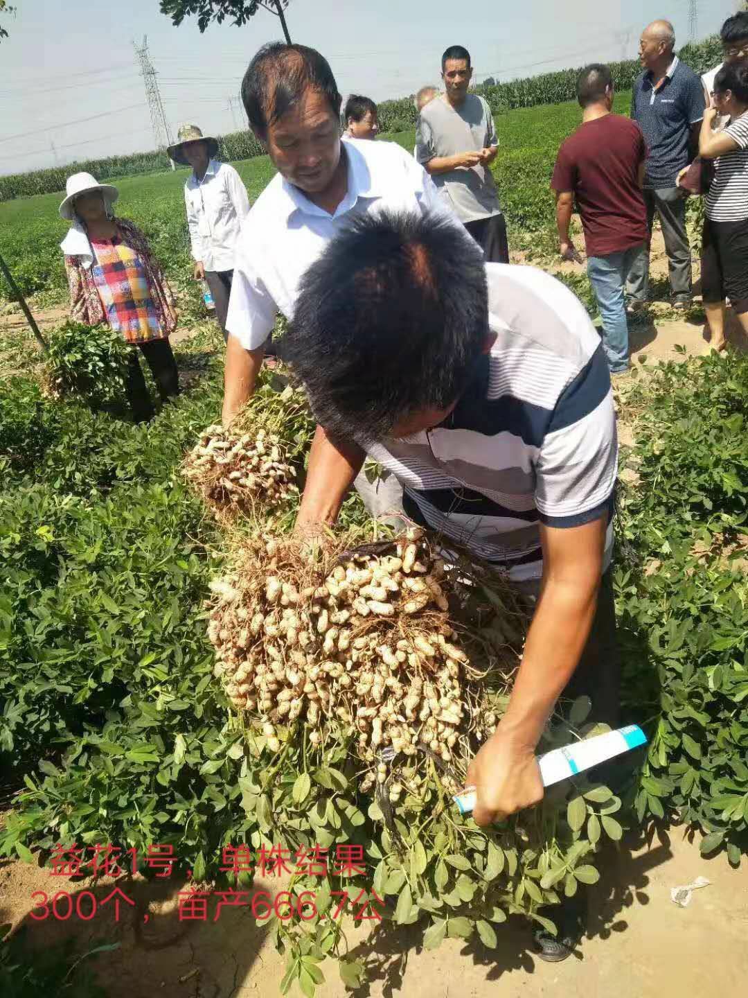 益花1号花生种子 益花1 号