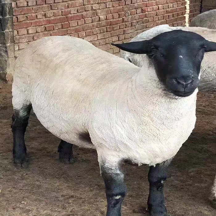 萨福克羊,纯种萨福克绵羊 怀孕母羊