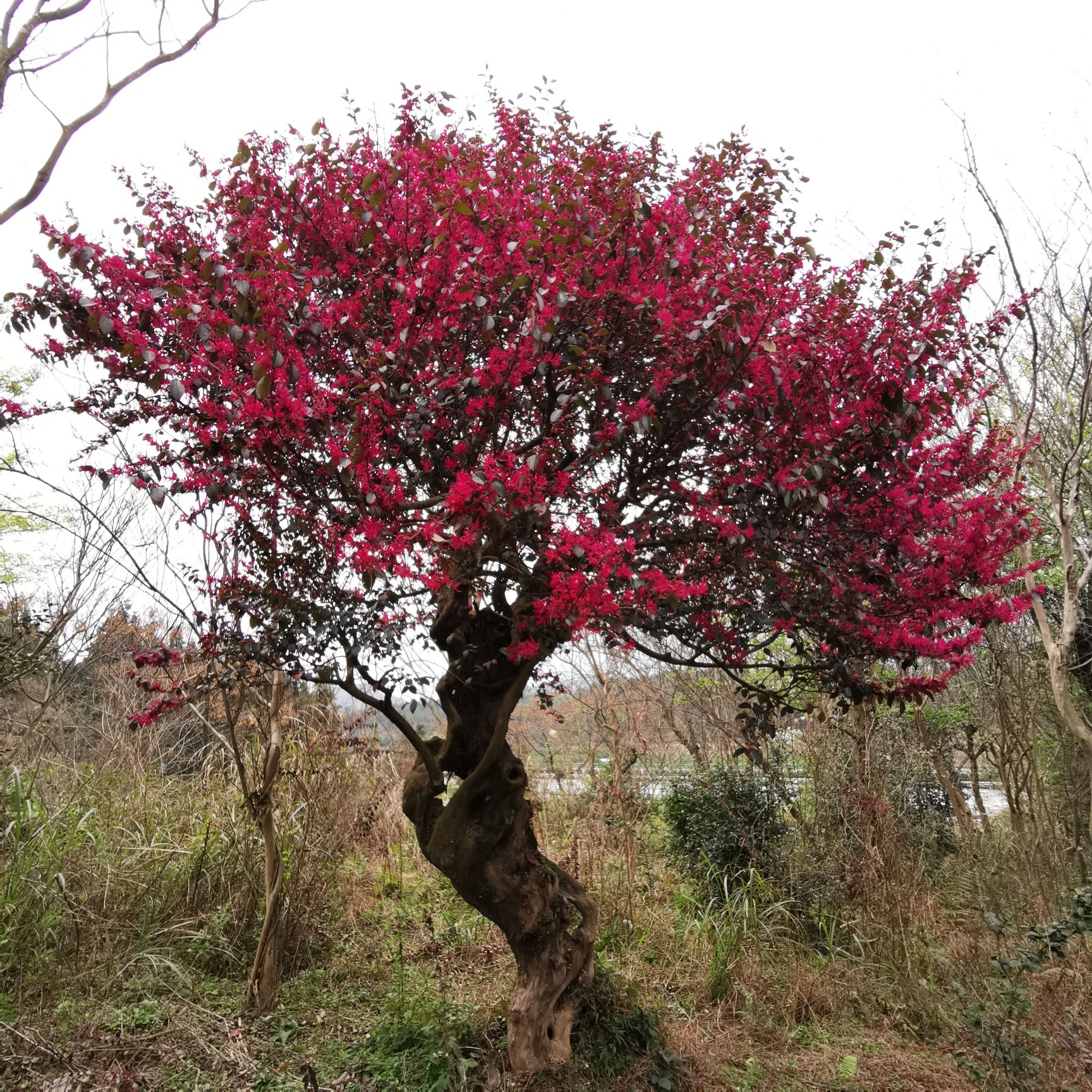 红檵木红花继木