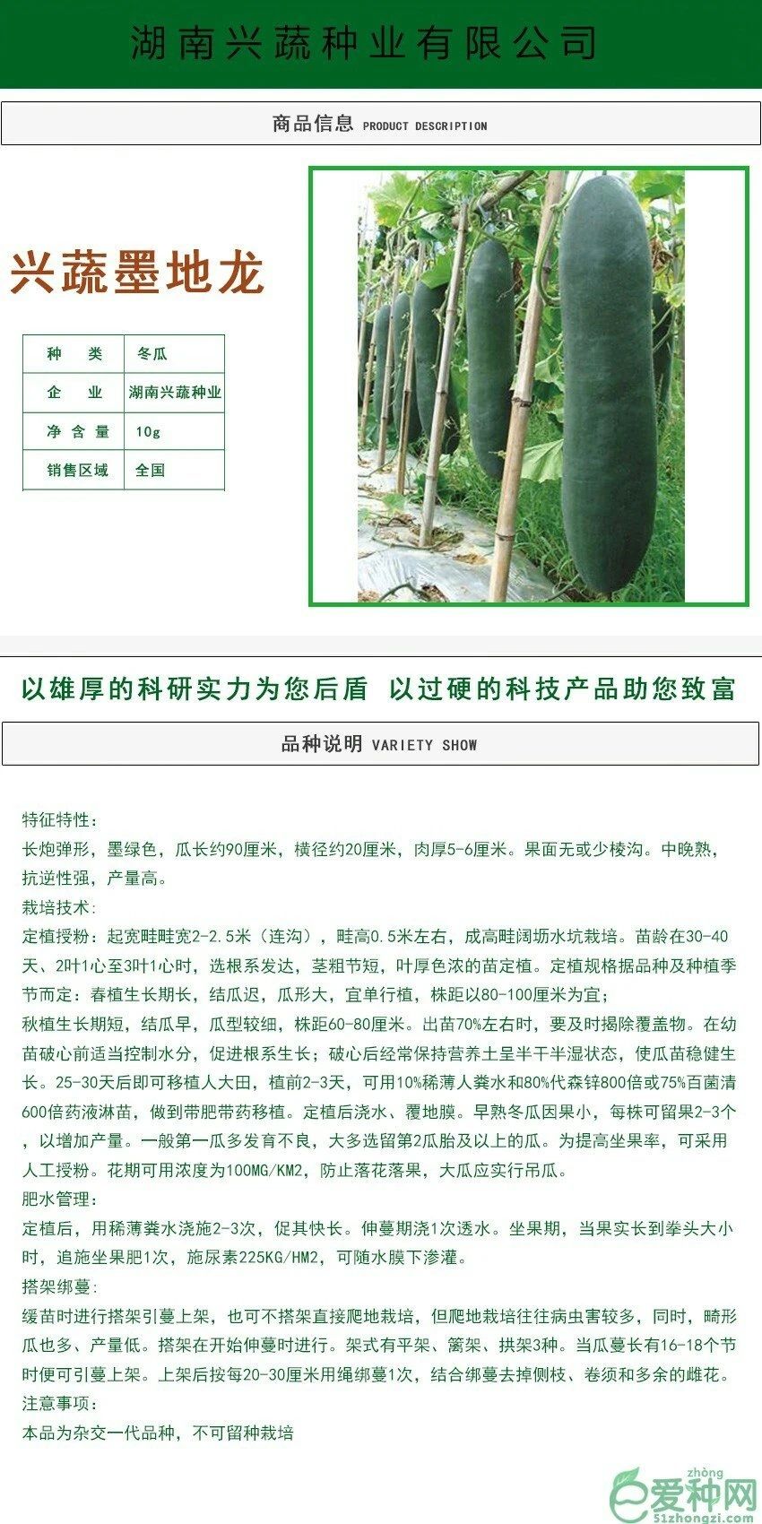 铁芯墨地龙冬瓜种子 长90厘米左右,肉厚腔小,墨绿皮.