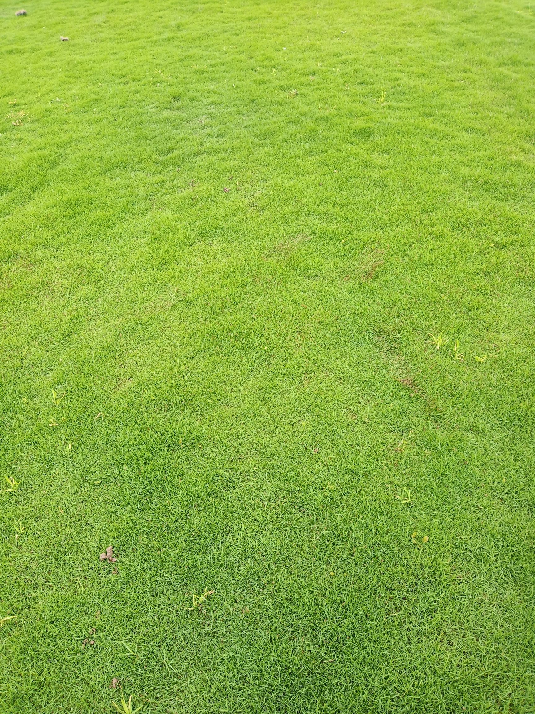 马尼拉草皮
