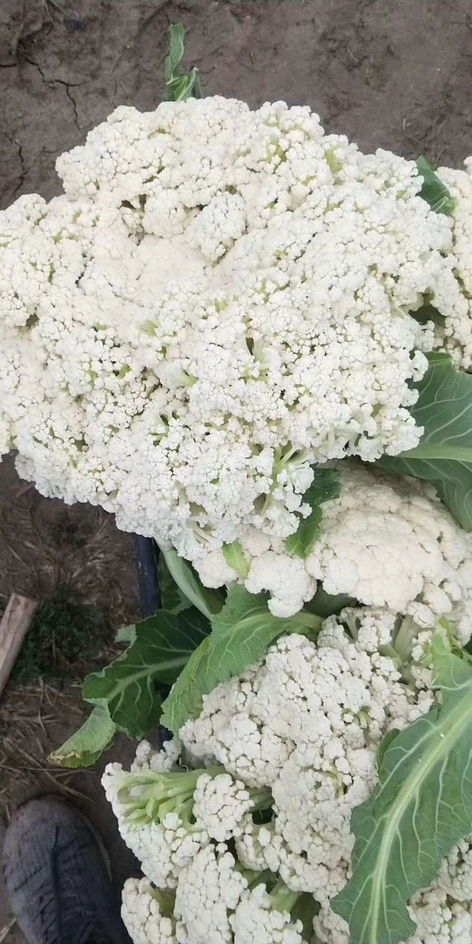 白花菜花 徐州有机花菜上市了,青梗白面散花