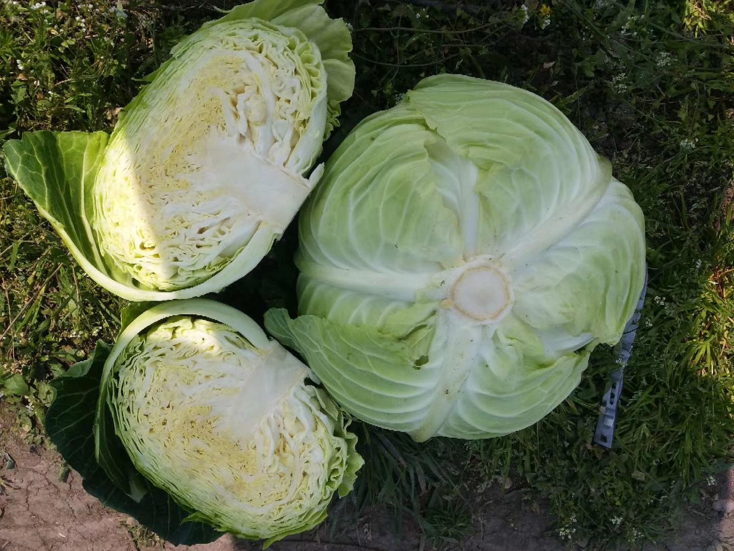 莲花白,包菜,甘蓝,中华神菜,质优量大,发货速度