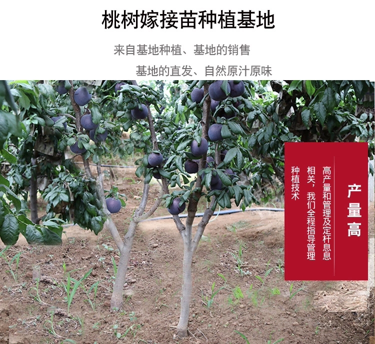 蜂糖李树苗 三华李子树苗红心南方种植果树果苗蜂糖李子树苗嫁接北方
