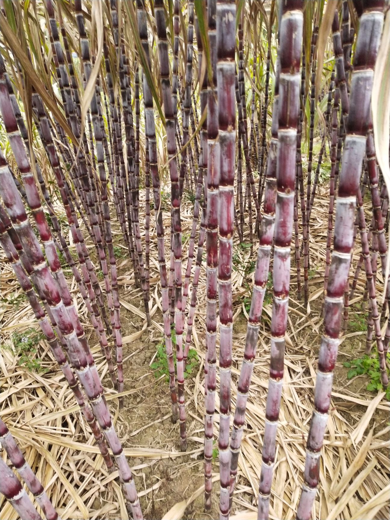 红甘蔗糖用甜菜