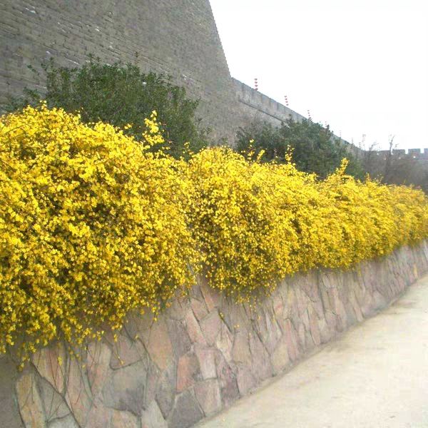 迎春花苗 迎春花植物 迎春苗 迎春花迎春花花苗迎春苗庭院绿