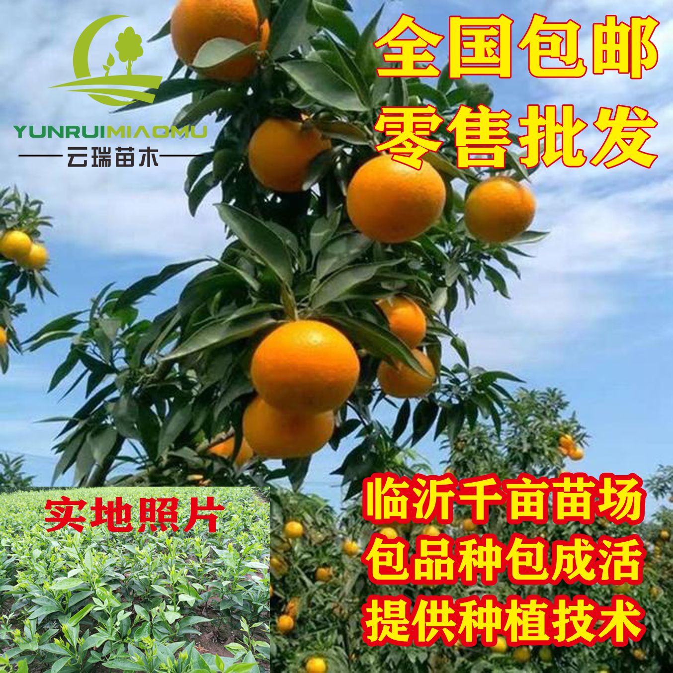 爱媛38号柑桔苗 新品种爱媛38柑橘苗 甜度高 无渣 基地直发 包邮 卖疯