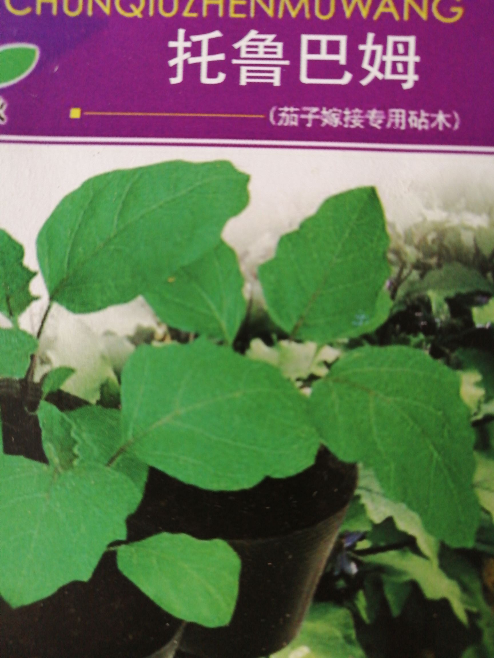 茄子种子 茄子砧木托鲁巴姆