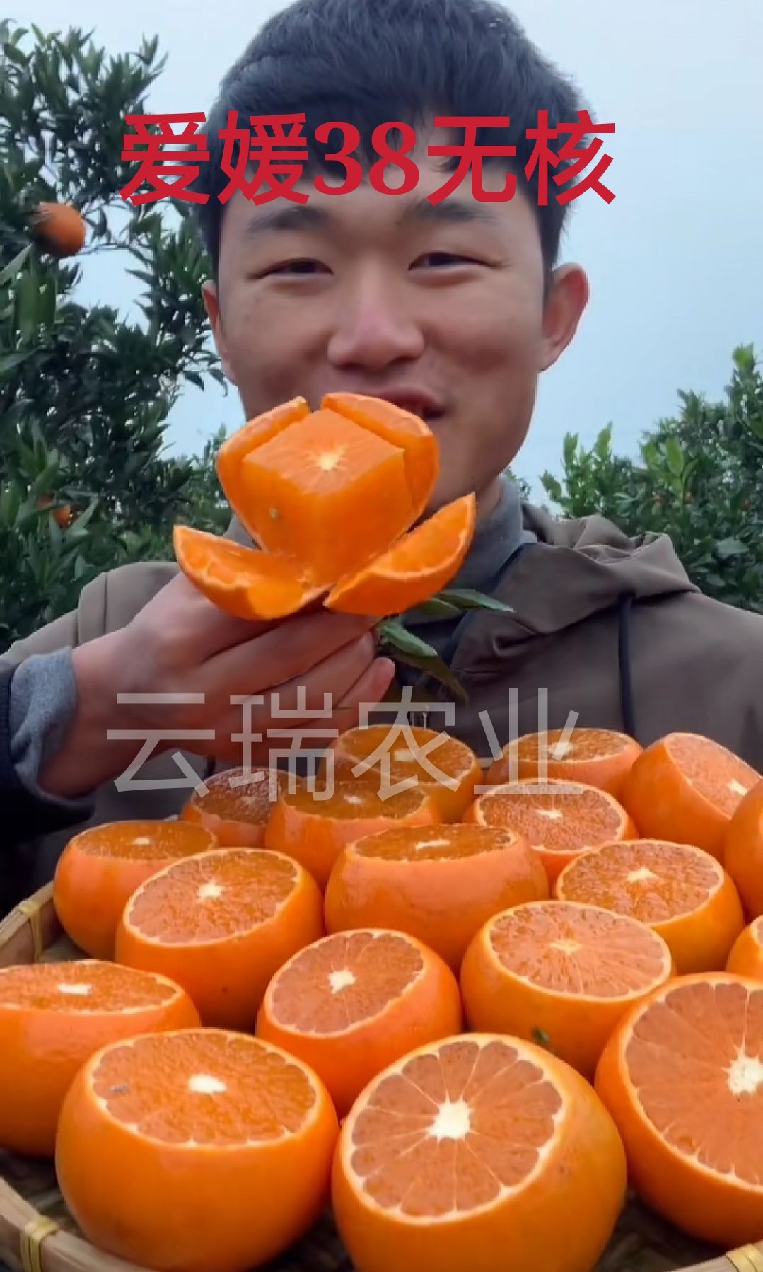 爱媛38号柑桔苗 新品种爱媛38柑橘苗 甜度高 无渣 基地直发 包邮 卖疯