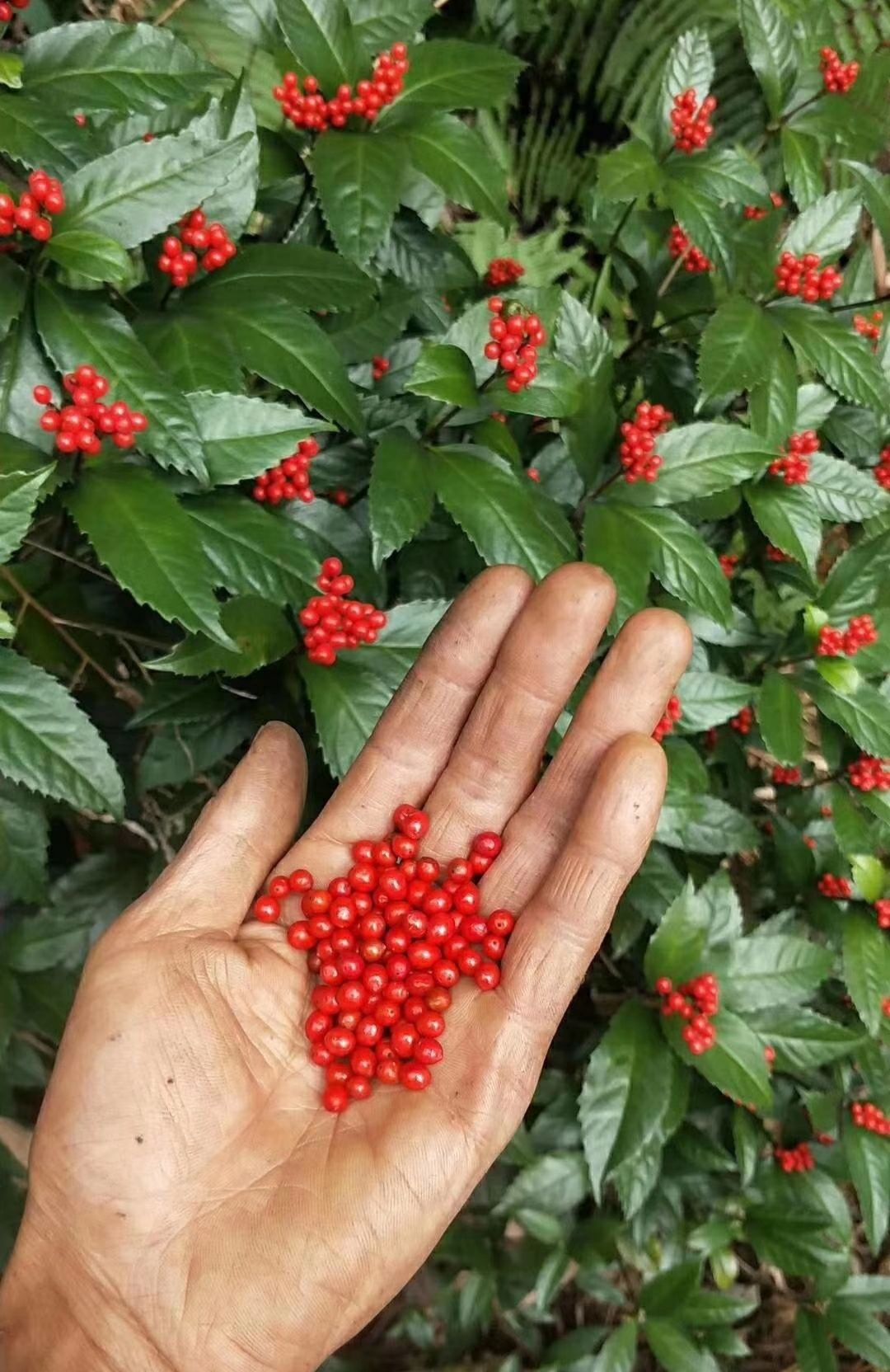 九节茶,草珊瑚,肿节风