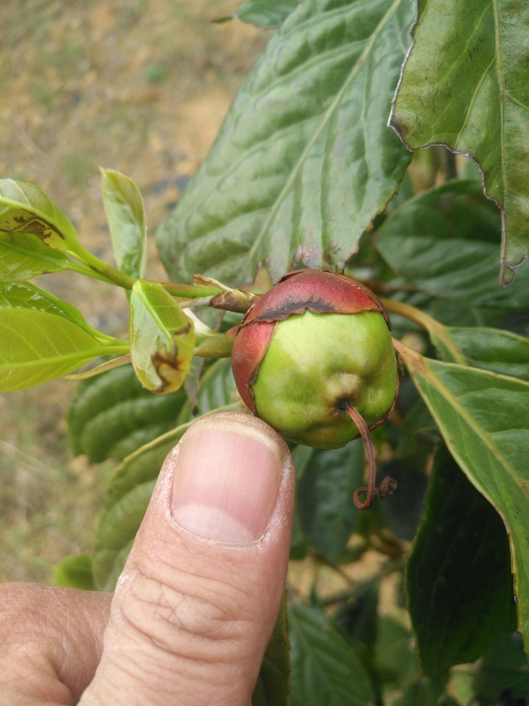 大果红花油茶 定植3-4年开始结果!全程免费提供技术支持