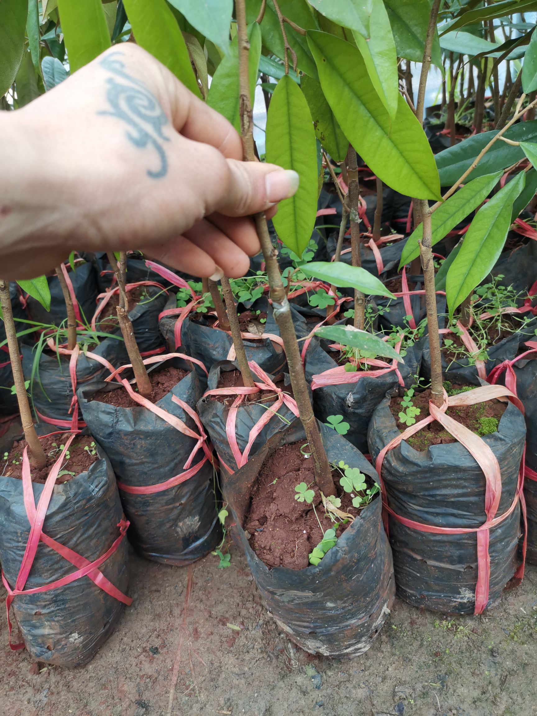 猫山王榴莲苗 进口榴莲树苗金枕猫山王榴莲