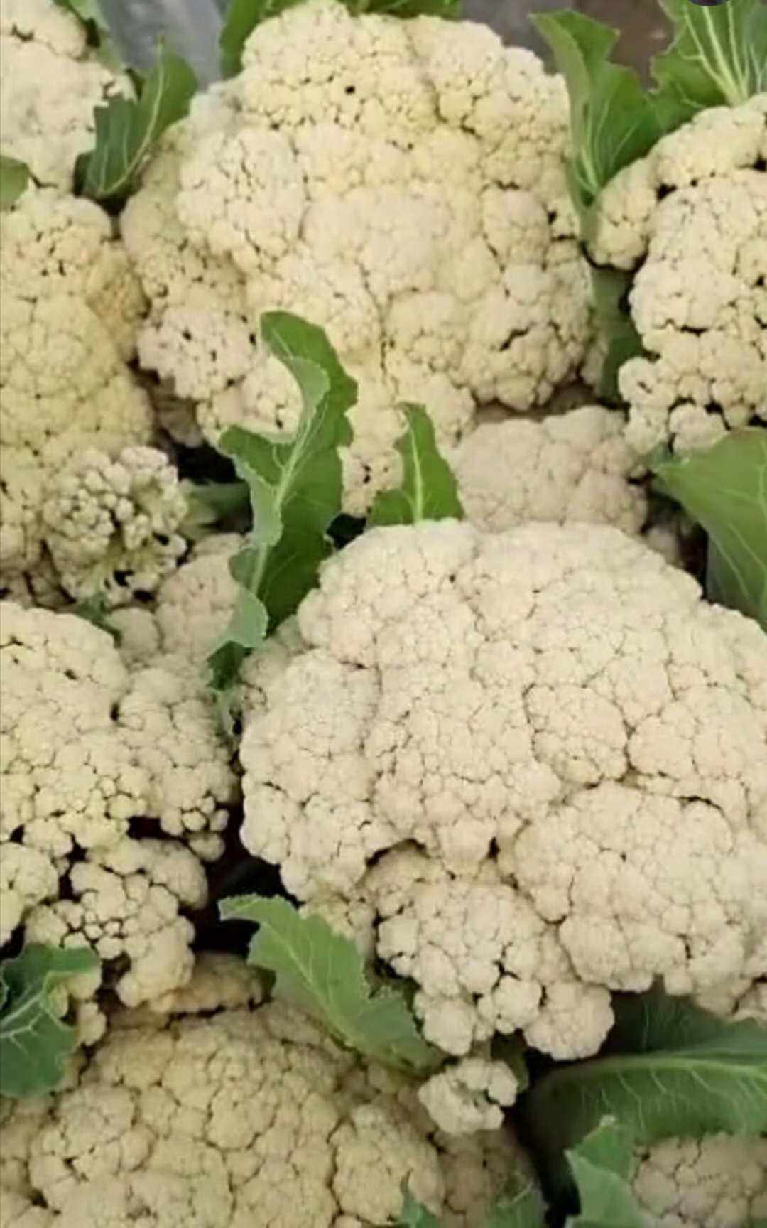 白面青梗松花菜 白面青梗花菜大量上市,基地直供质量保证