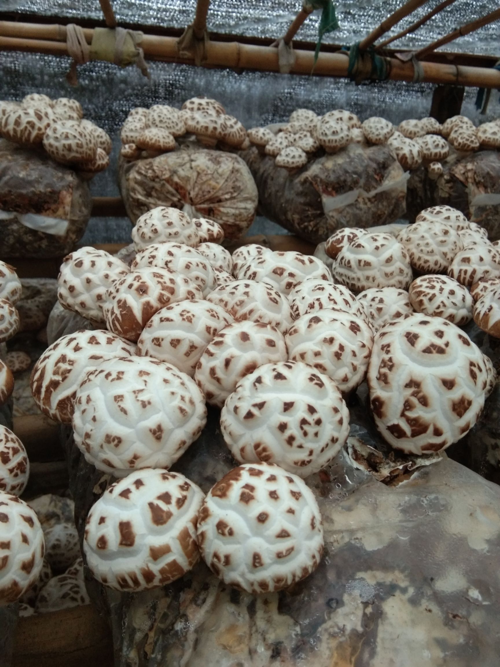 出售花菇价格美丽.