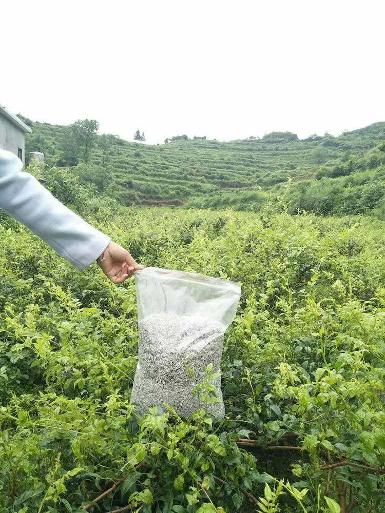 湖南湘西永顺县茅岩莓茶 湘西永顺莓茶