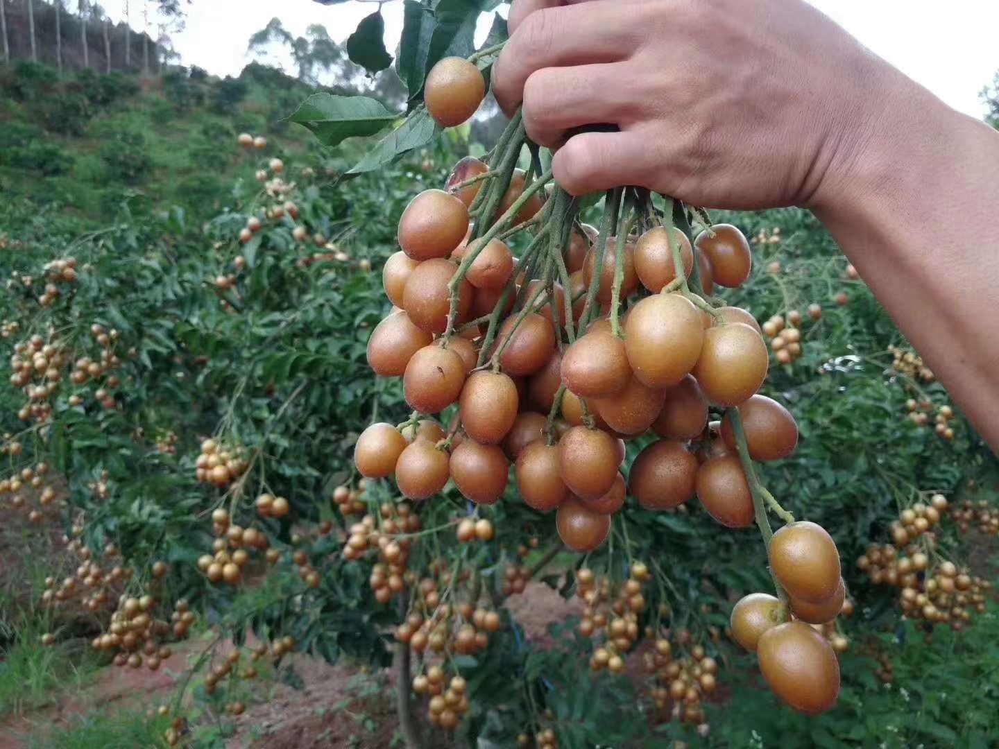 广西钦州灵山县黑黄皮果苗 黑金刚黄皮又称黑黄皮,根部发达,苗子靓丽