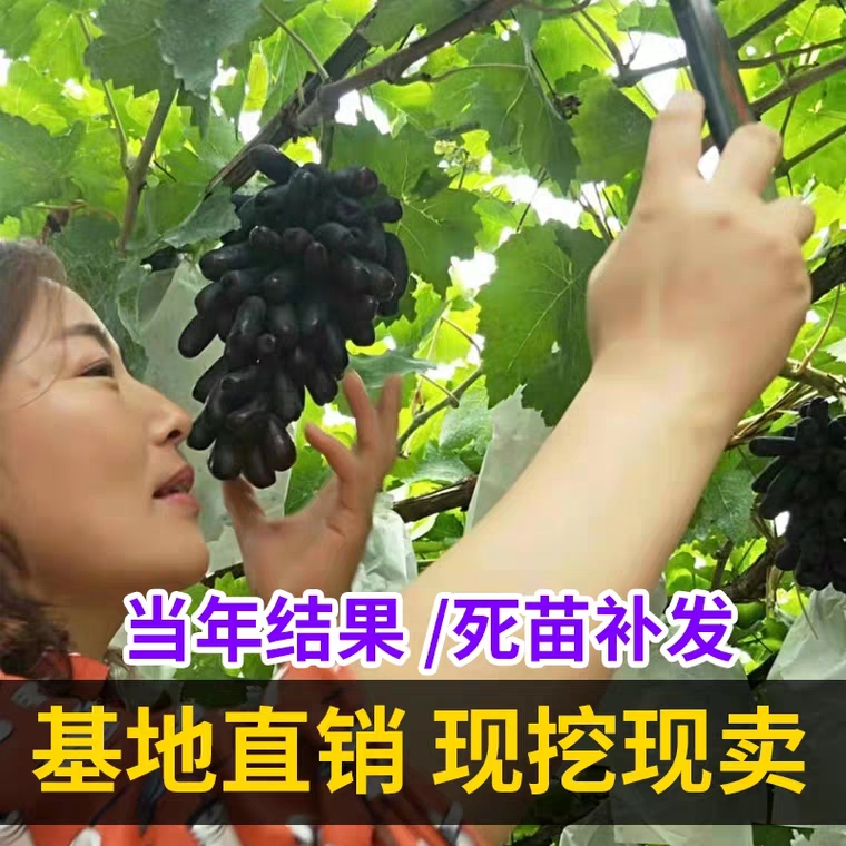 蓝宝石葡萄苗基地直供 现挖发货