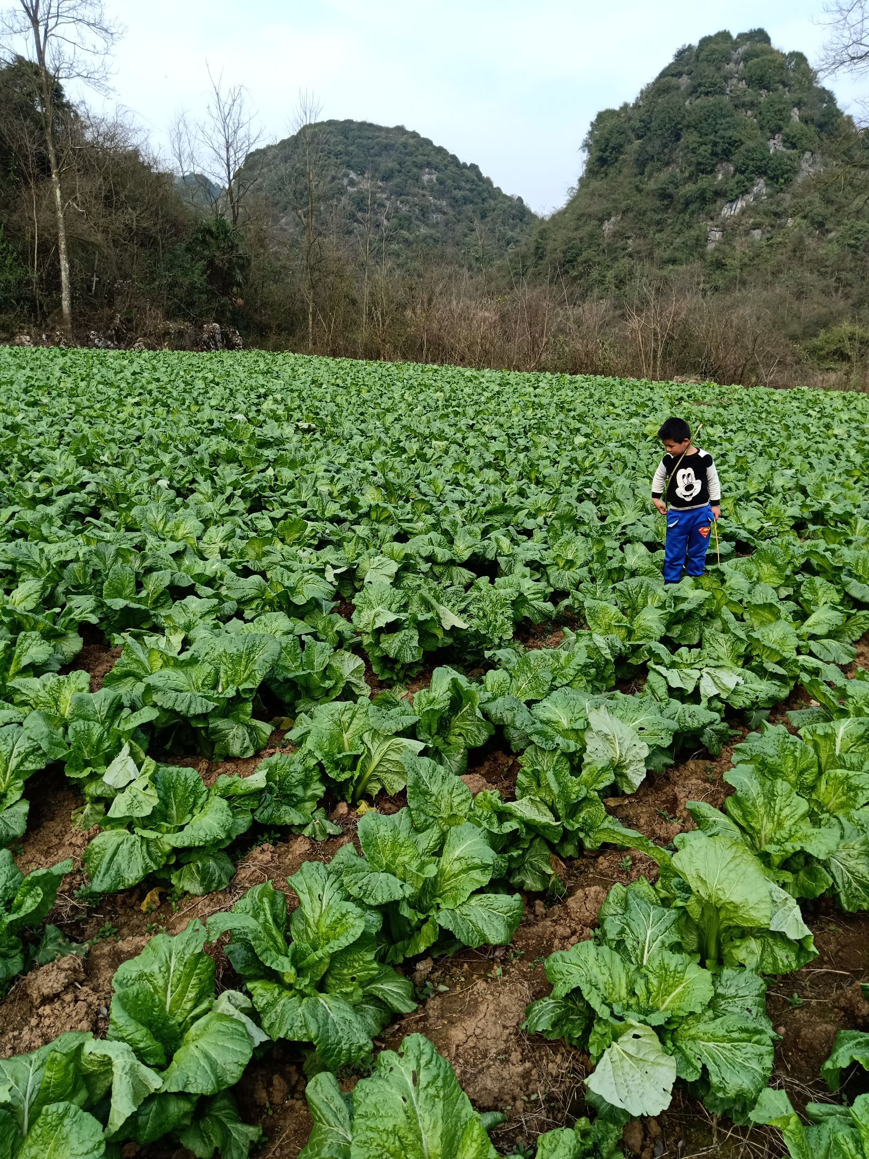 宽叶芥菜 贵州酸菜原材料青菜农村有机肥种植