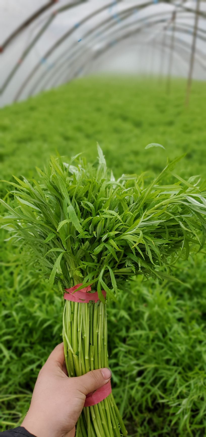 青藜蒿 绿色有机篱蒿菜,大规模种植可大量供货.