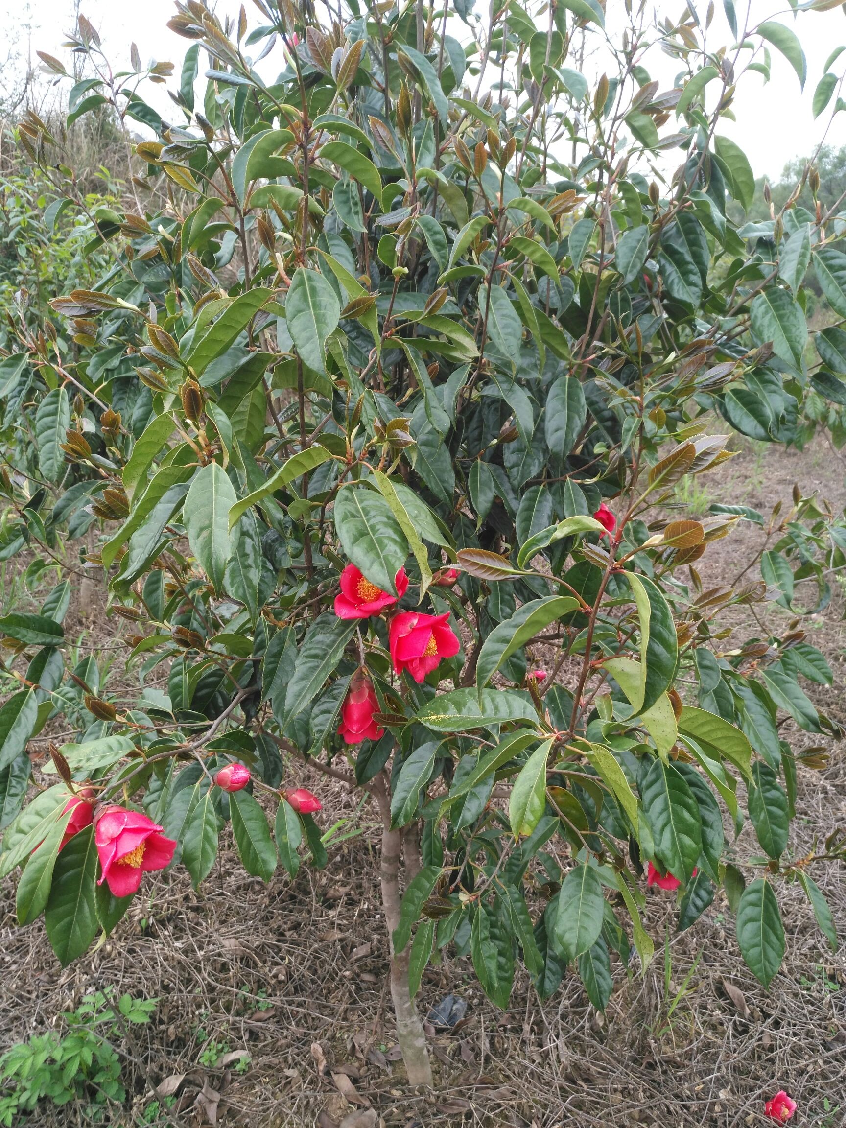 [大果红花油茶批发]大果红花油茶 定植3-4年开始结果