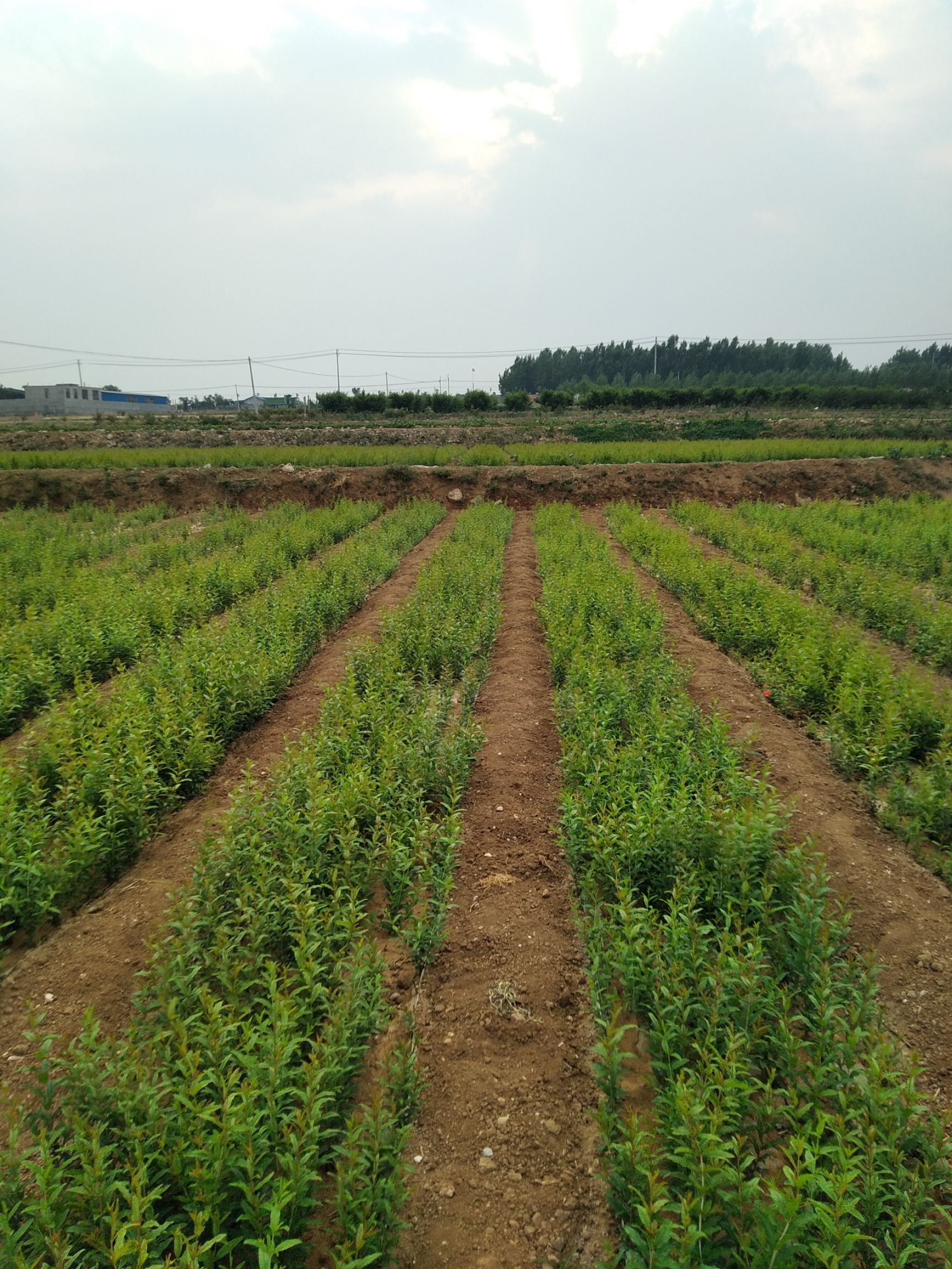 甜石榴树苗 突尼斯软籽甜石榴苗,基地直销,1棵也批发