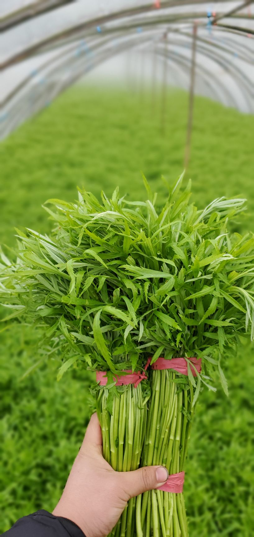 青藜蒿 绿色有机篱蒿菜,大规模种植可大量供货.