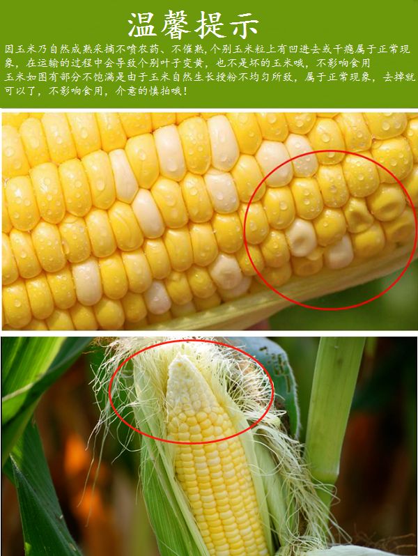 云南水果玉米新鲜甜玉米当季玉米棒现货包邮