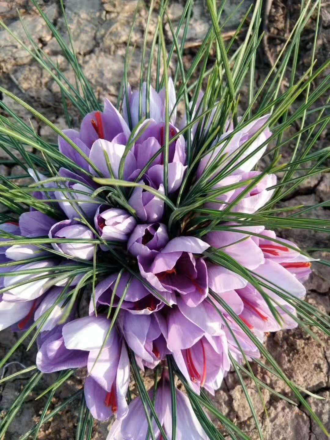 再等两个月可以种植了,藏红花种球质量好保成*