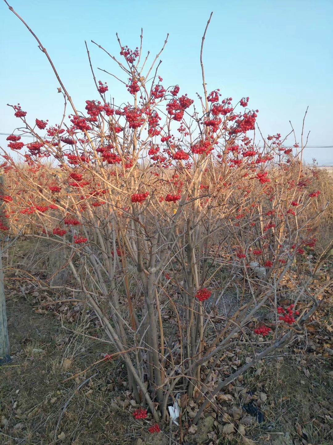 直销 天目琼花 佛头花 北方地区冬季观果树种 规格齐全