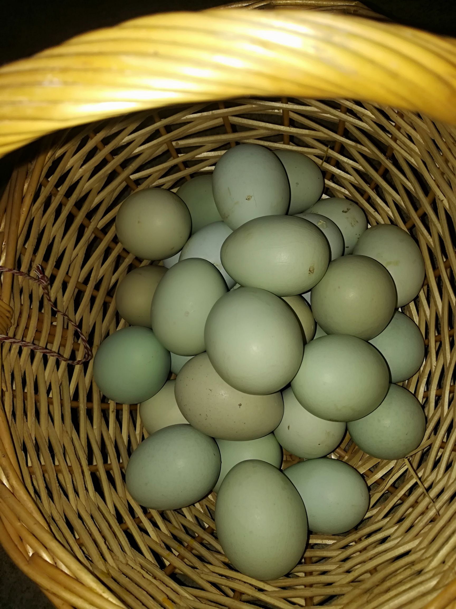 正宗散养乌鸡绿壳乌鸡蛋品质好口味佳以玉米和稻谷为饲料户外采食