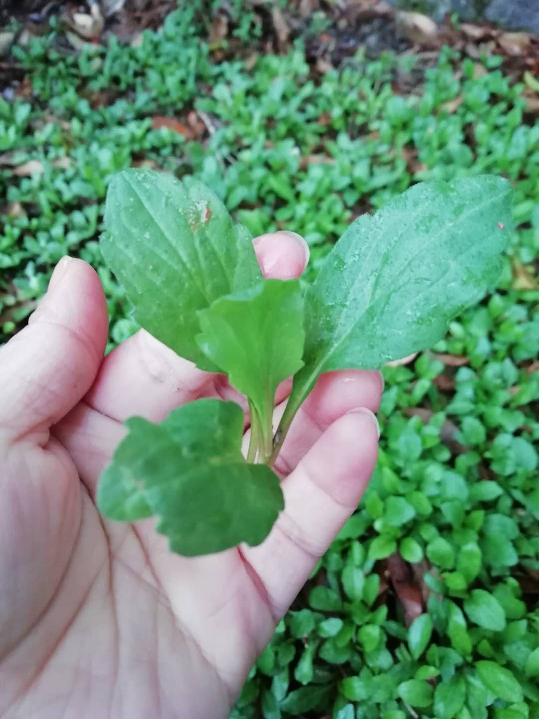 野外生长马兰头,水好养好菜,绿色生态健康.