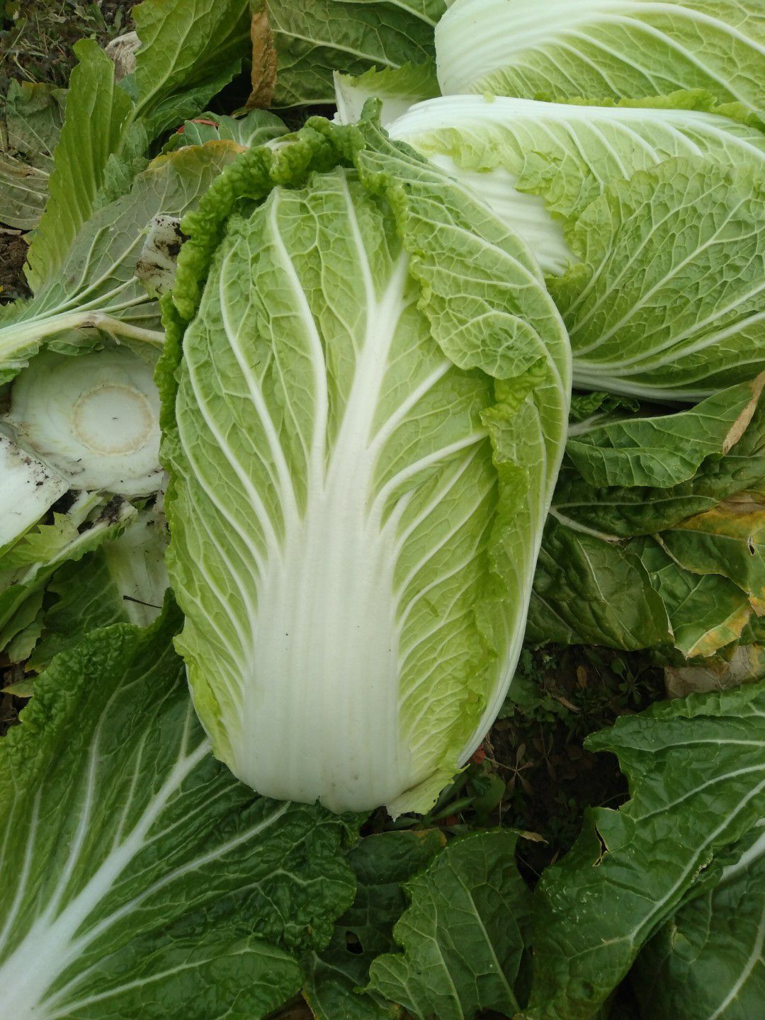 黄心大白菜 精品小黄心白菜