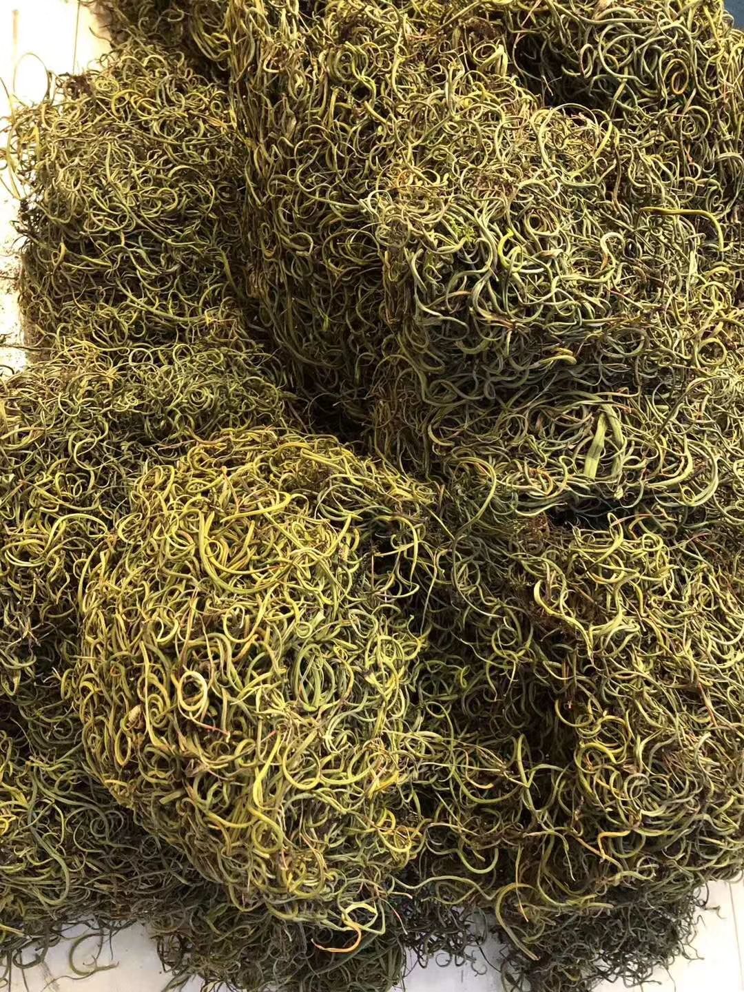 化石草 