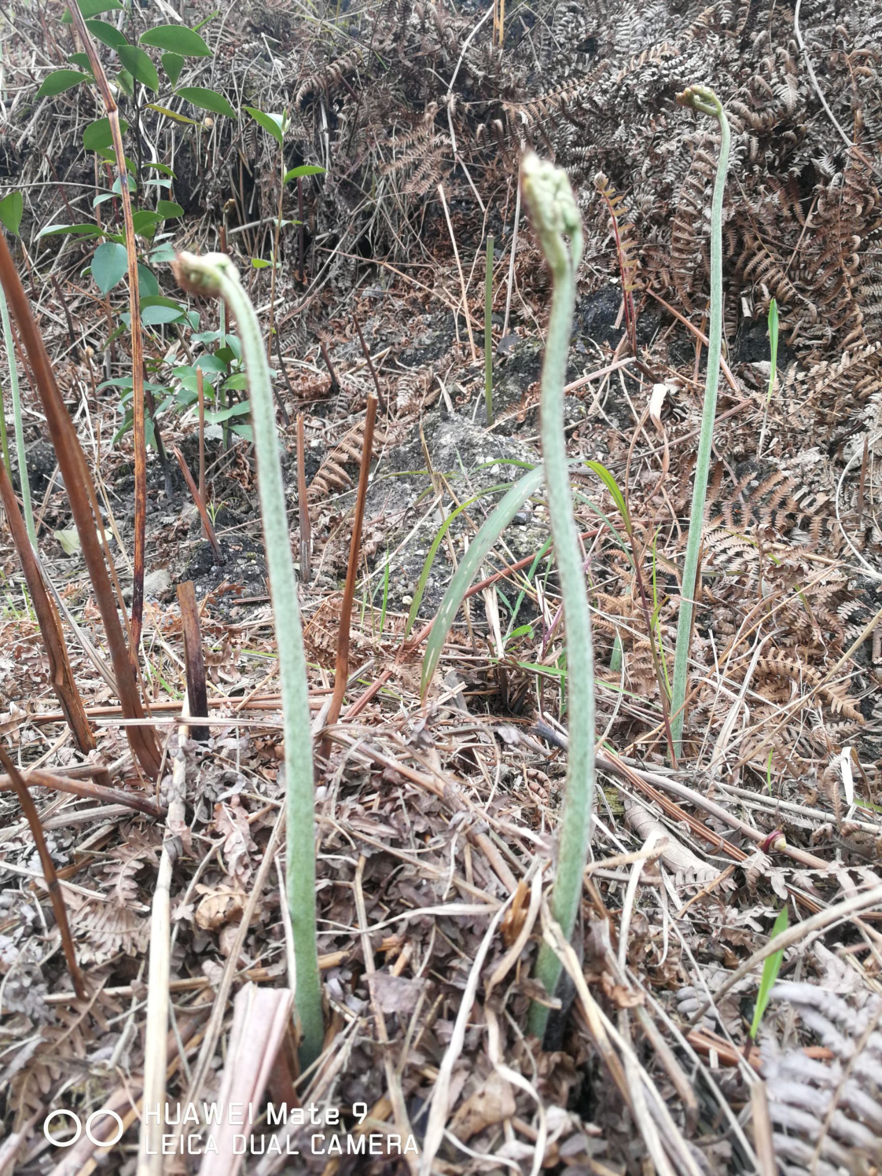 山区青蕨菜