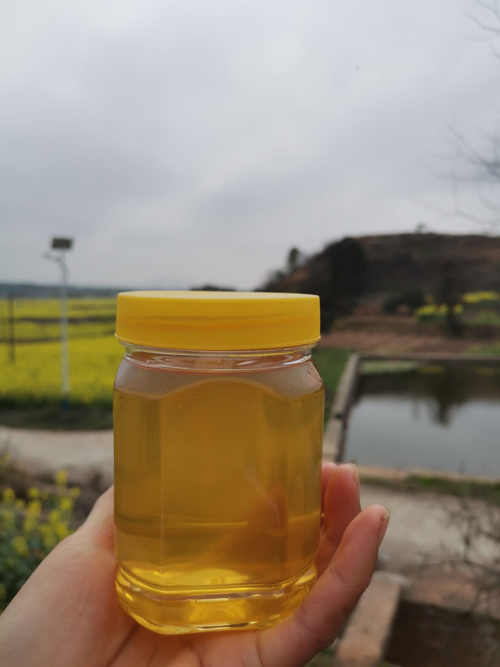 农家自产自销纯天然蜂蜜油菜花蜜500克