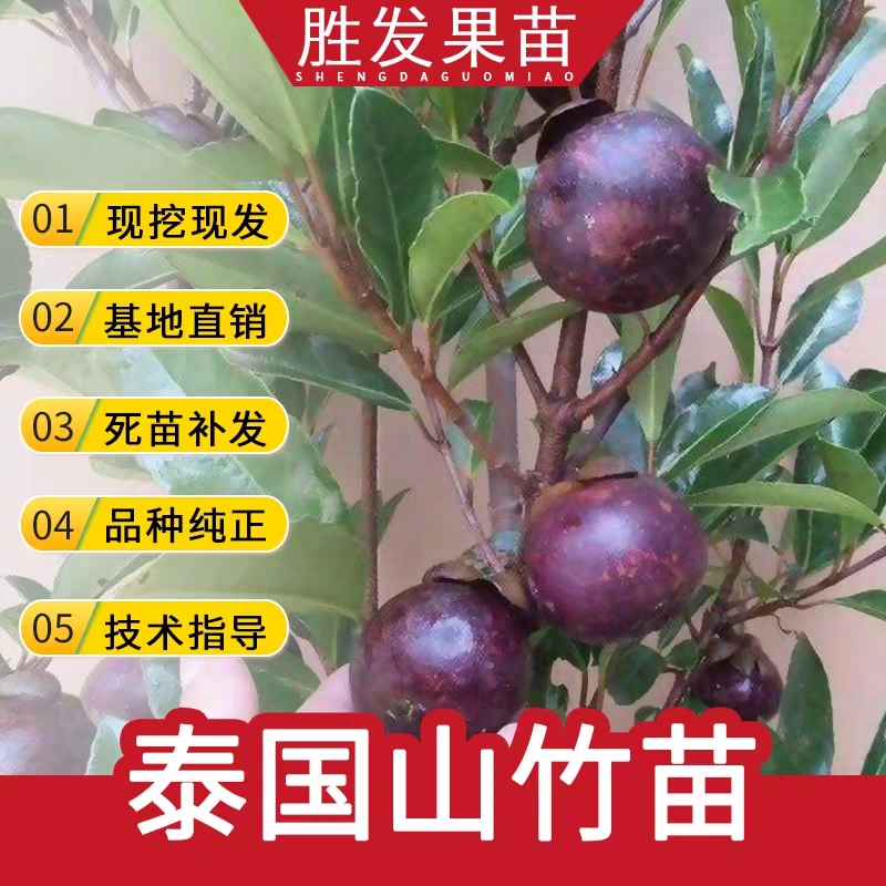 山竹果树苗当年结果泰国山竹苗基地直发南方北方可种植四季果苗