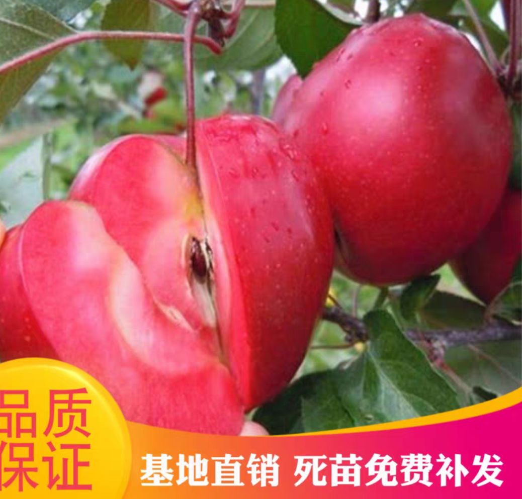 红肉苹果树苗 红肉苹果,保证品种,口感好基地直销.