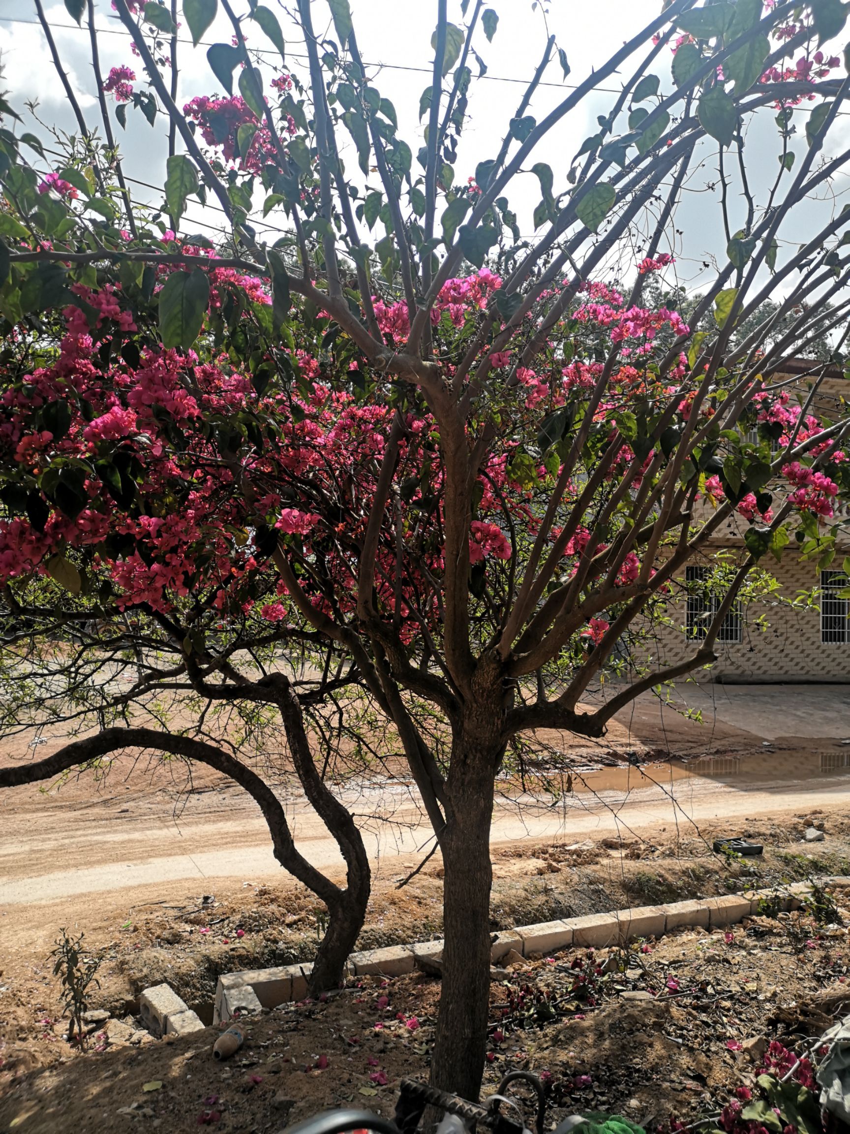 新品种六角梅花树苗 风景树花