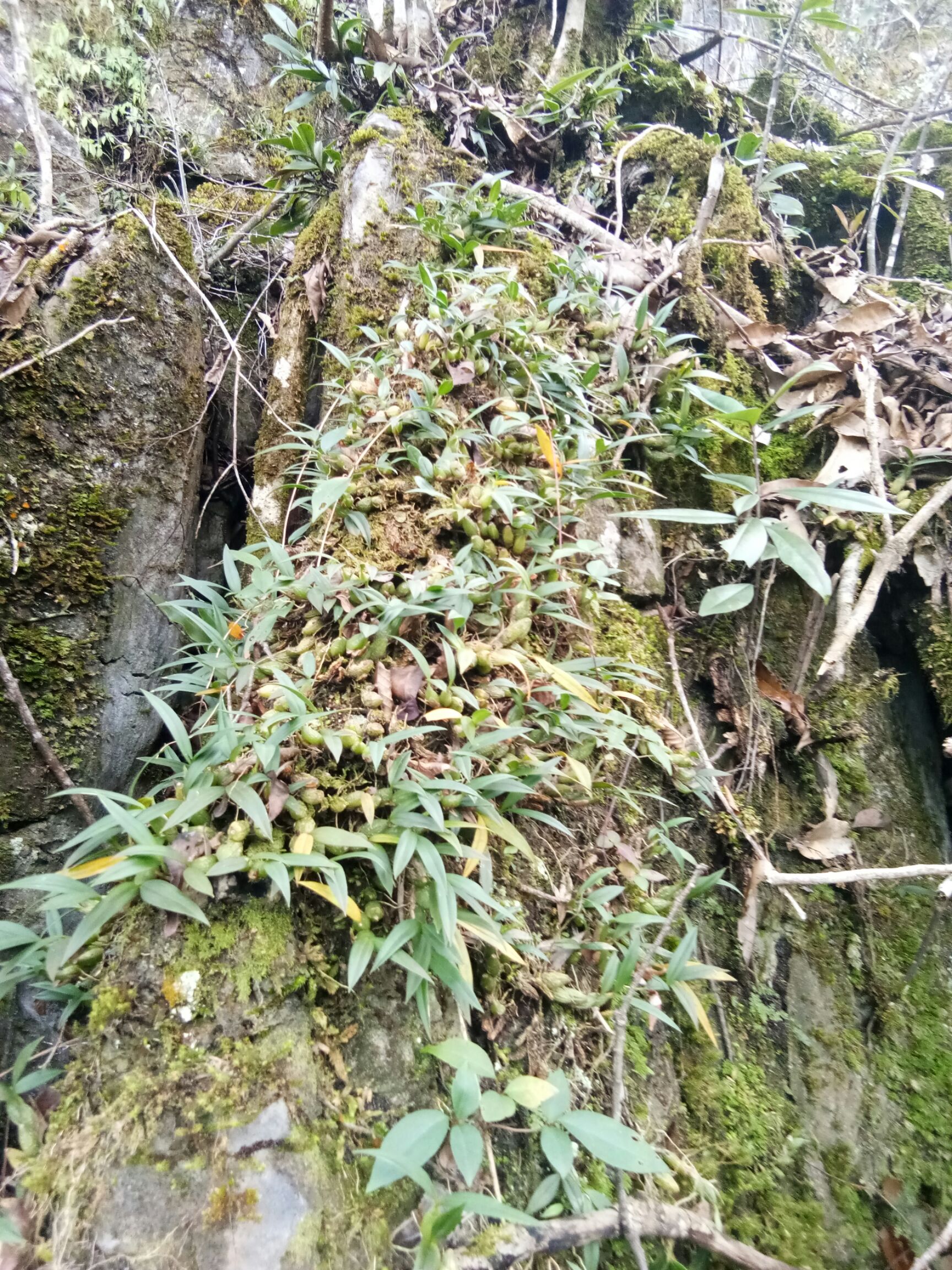 长期大量收购石橄榄,石仙桃