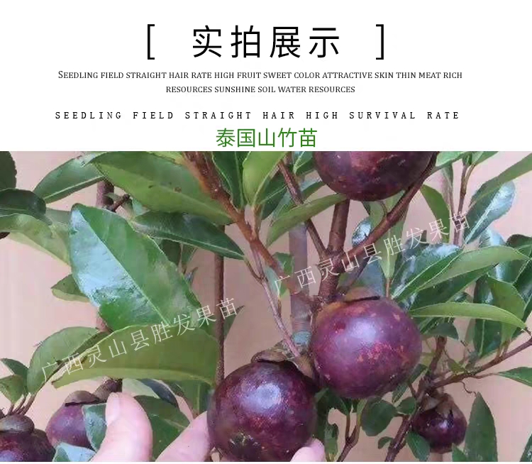 供应大厅 种子种苗 山竹树苗