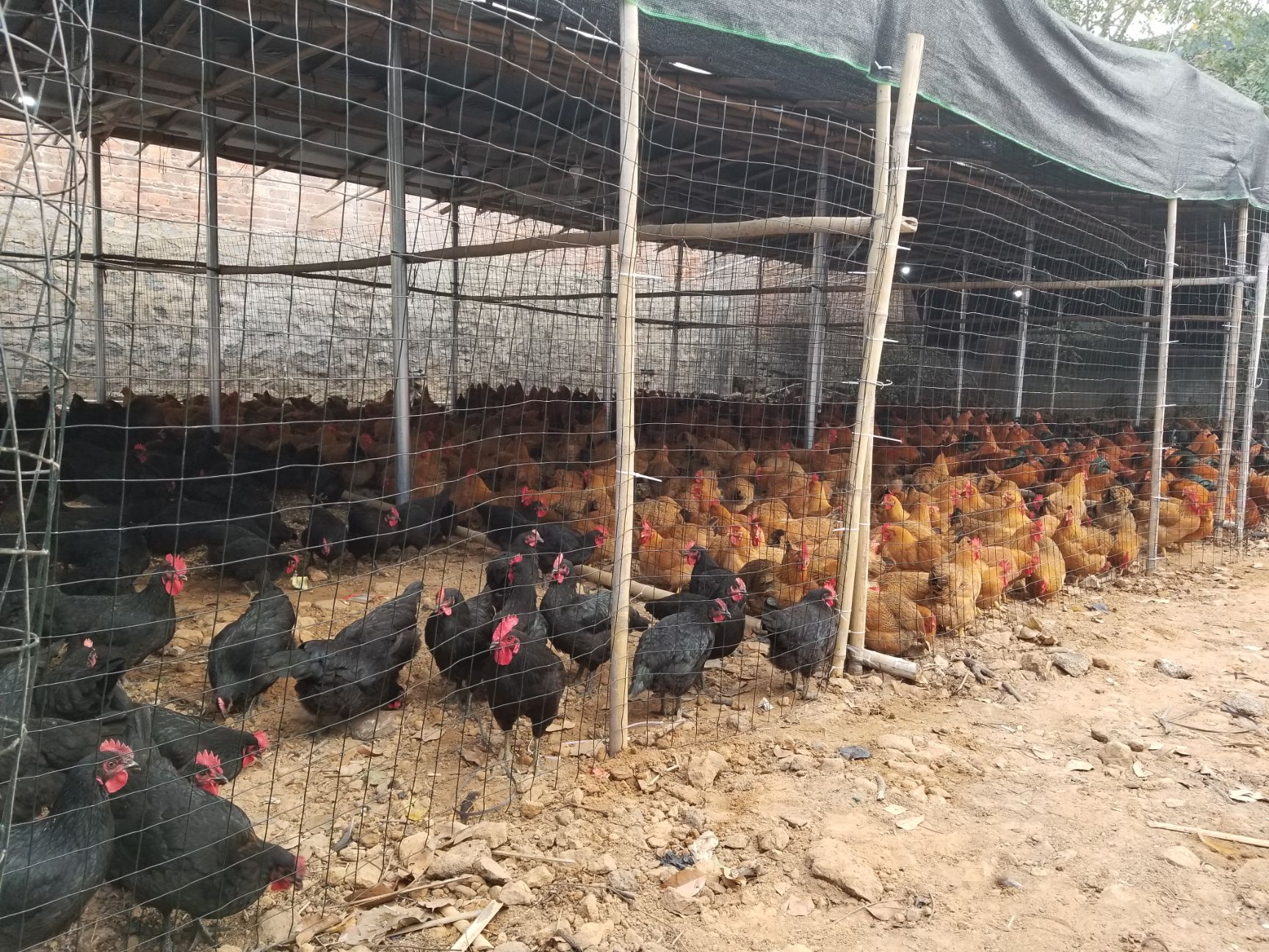 [肉鸡批发] 海南陵水批发文昌鸡阉鸡鸭价格6元/斤 - 惠农网
