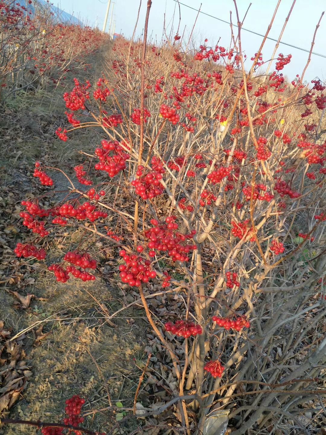 直销 天目琼花 佛头花 北方地区冬季观果树种 规格齐全